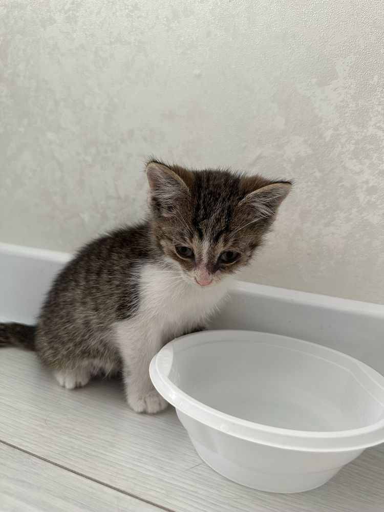 Котенок мальчик  бесплатно в добрые руки
