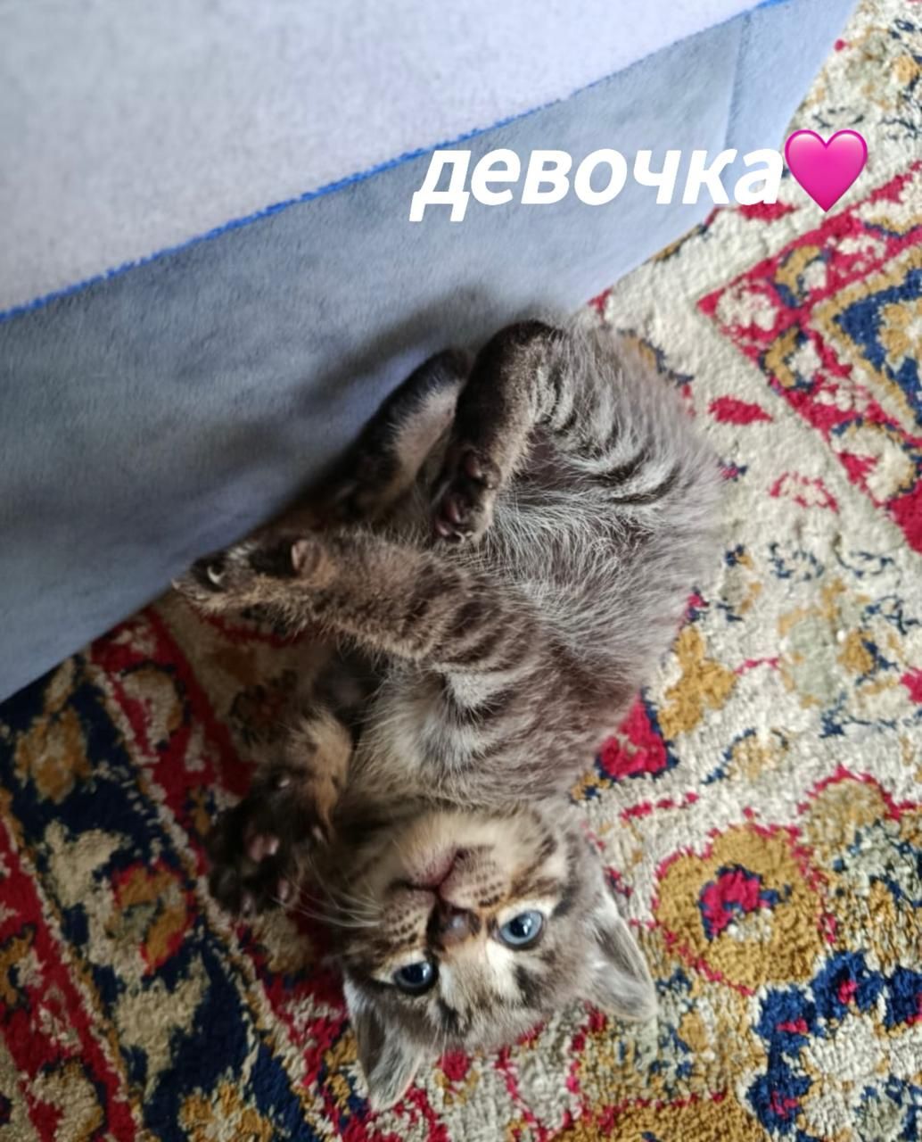 Отдам котят в добрые руки