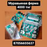 Муравьиная ферма -4000