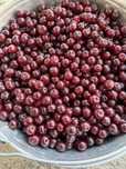 Вишня домашняя свежая спелая