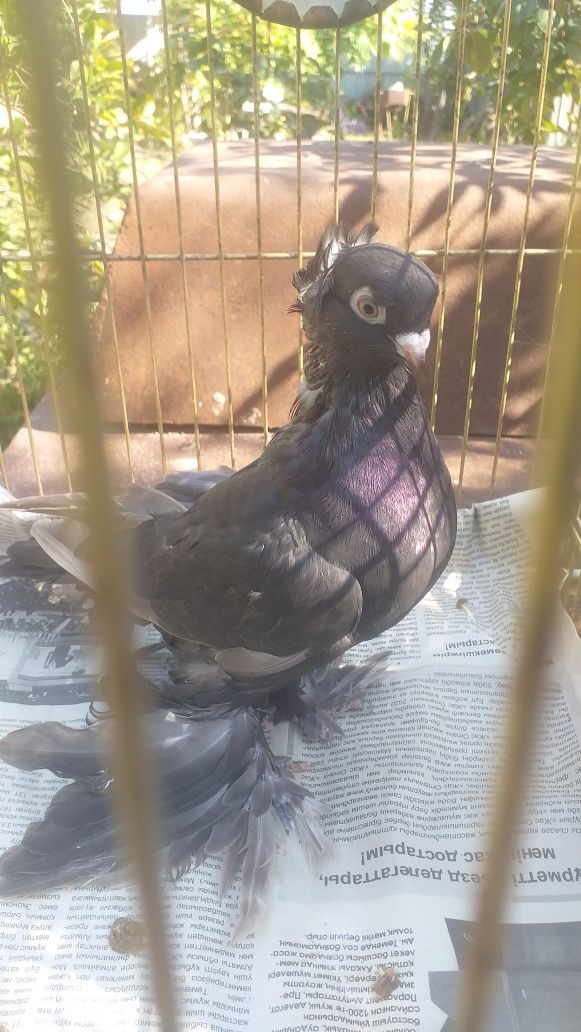 Продаю годубей узбекской породы,