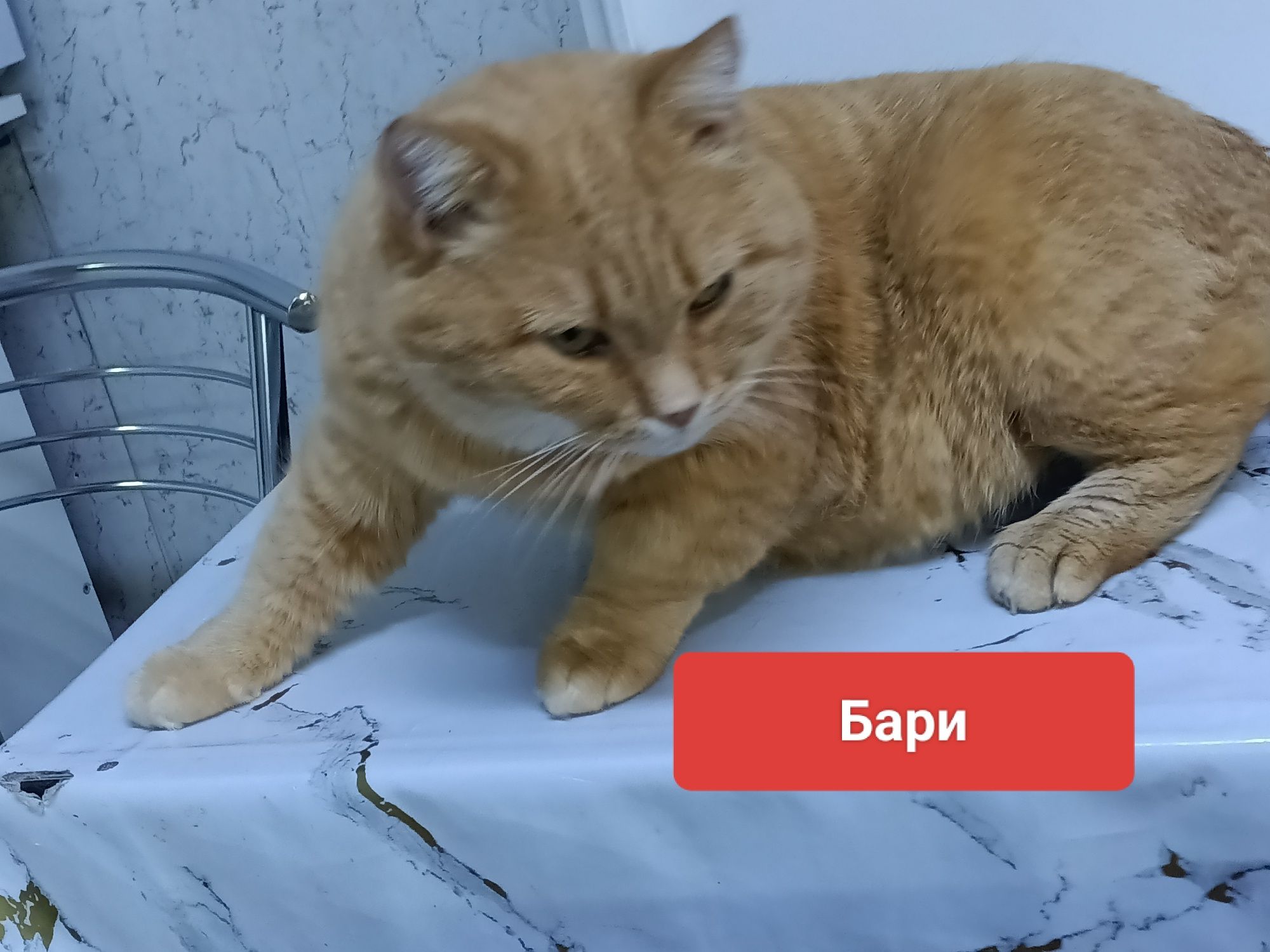 Котики  в добрые руки