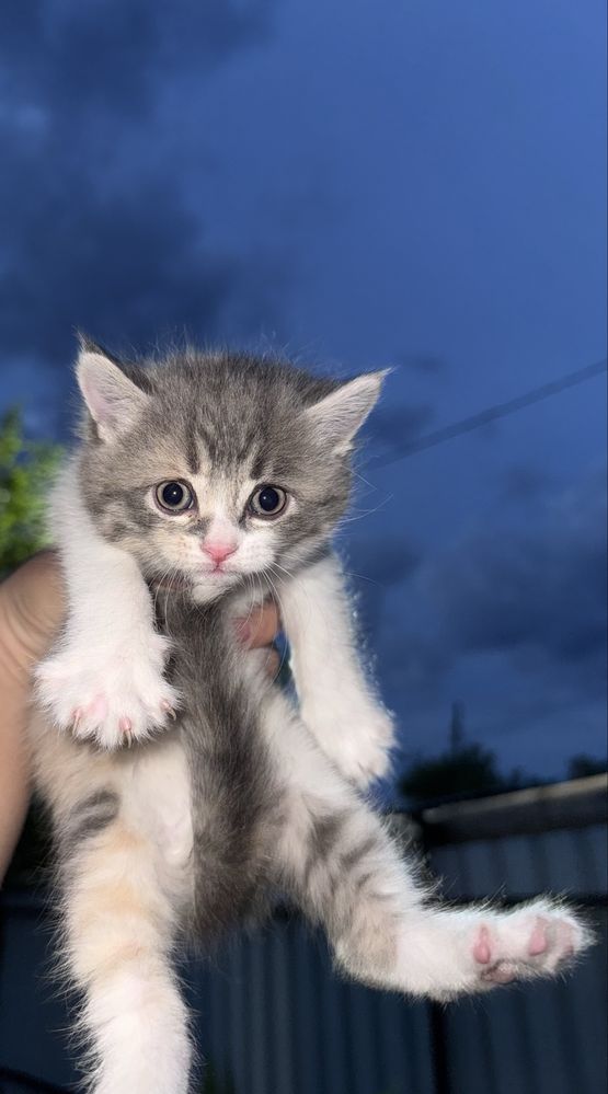 Продам породистых котят