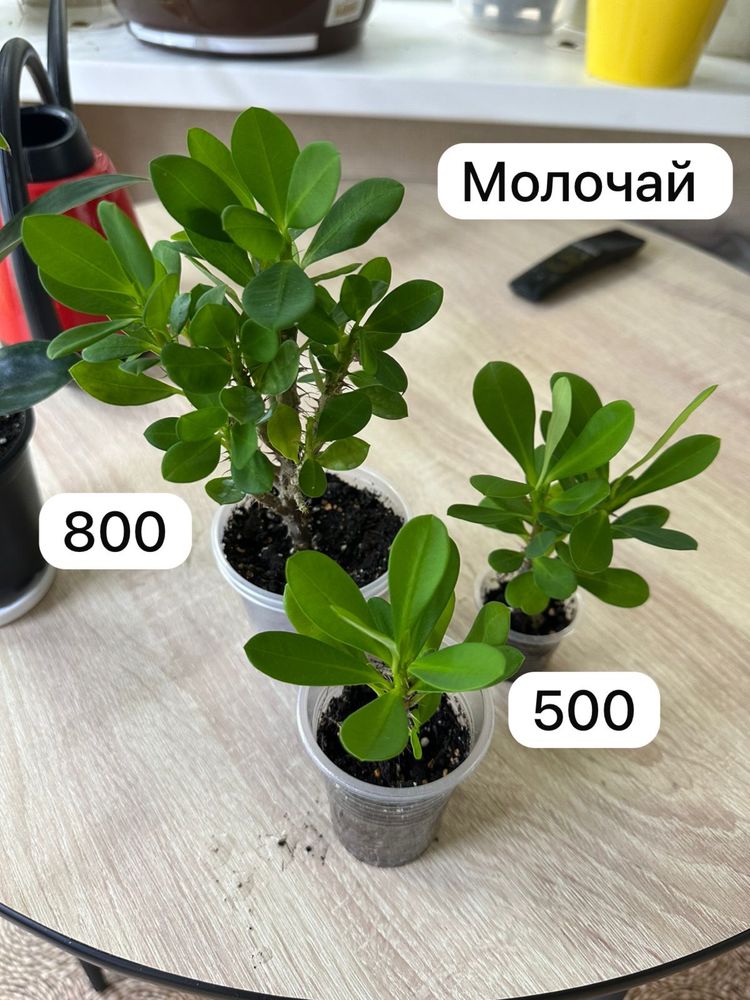 Продам комнатные растения. Доставка бесплатно по городу