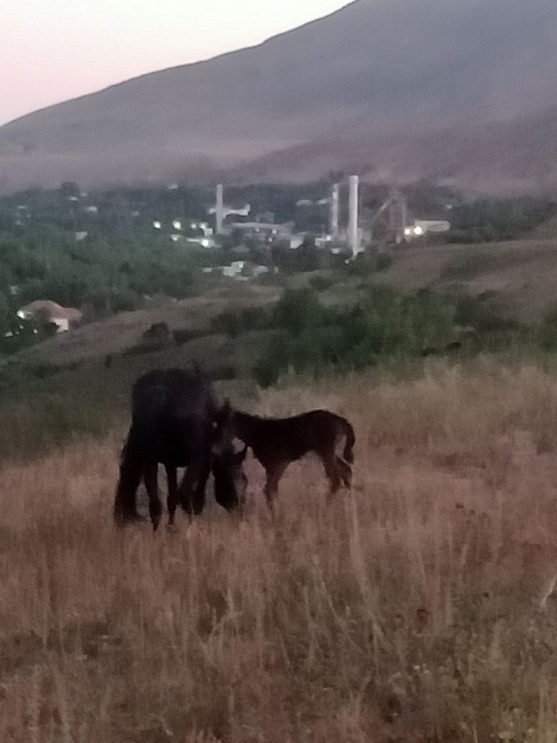 Продам кобыла с жеребенкам