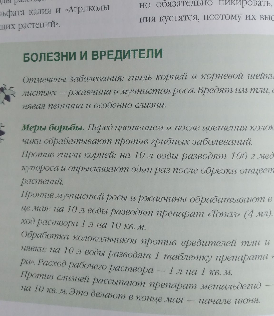 Цветы на Вашем участке