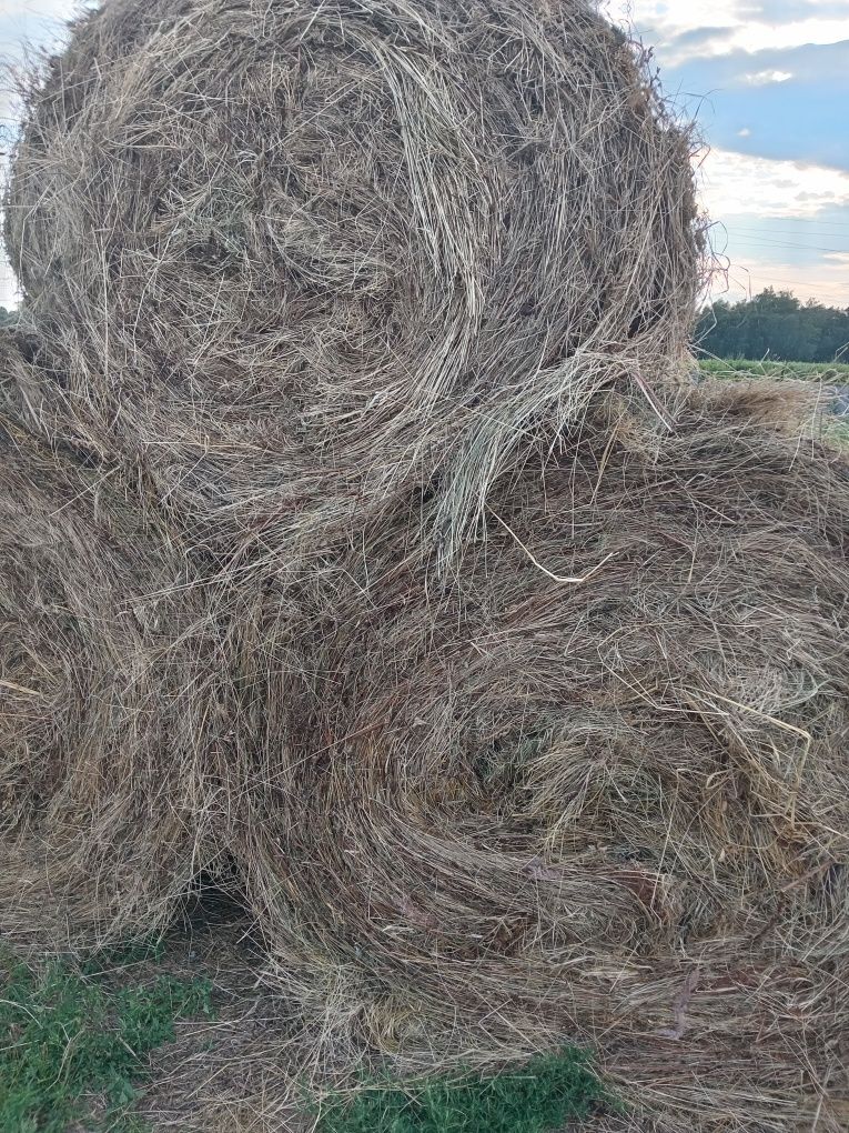 Продам сено в рулонах