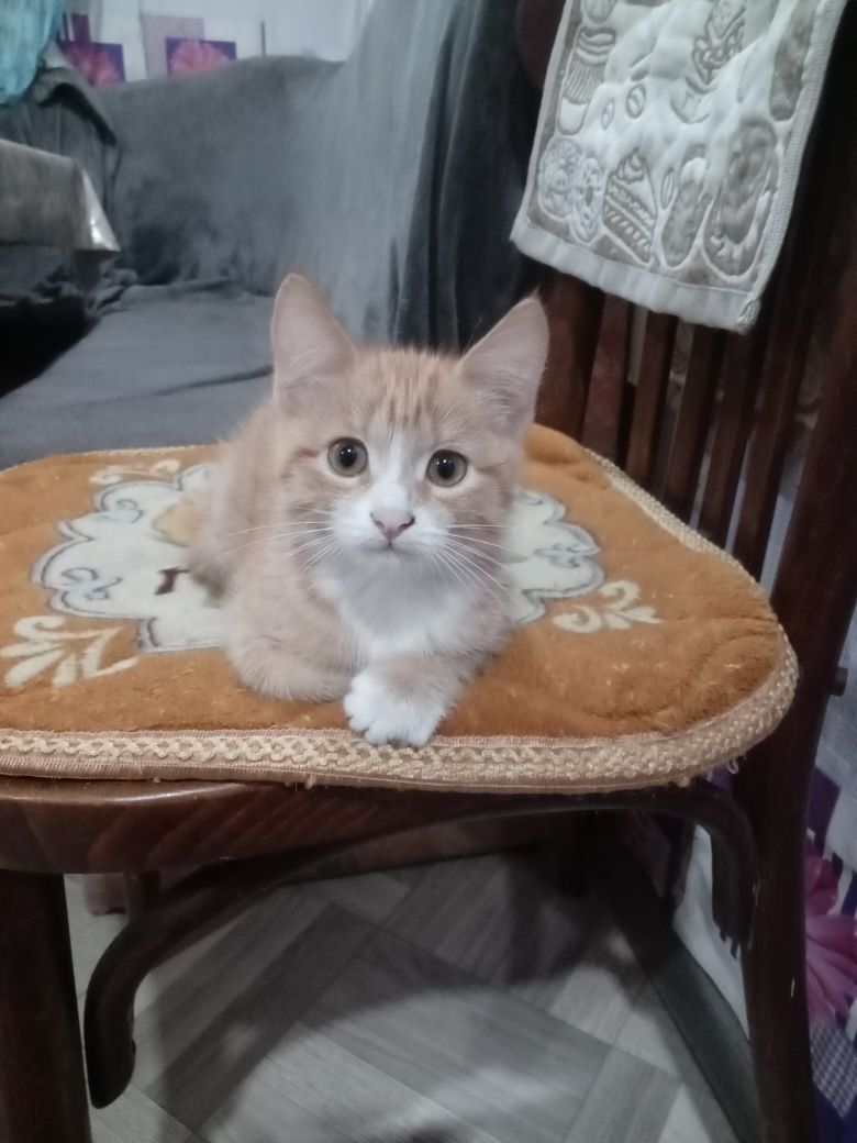 Отдам кошечку 2,5 месяца