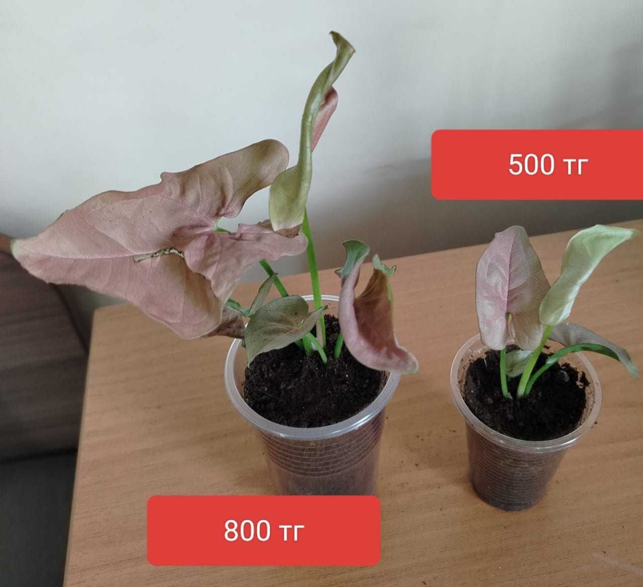 Продам комнатные растения