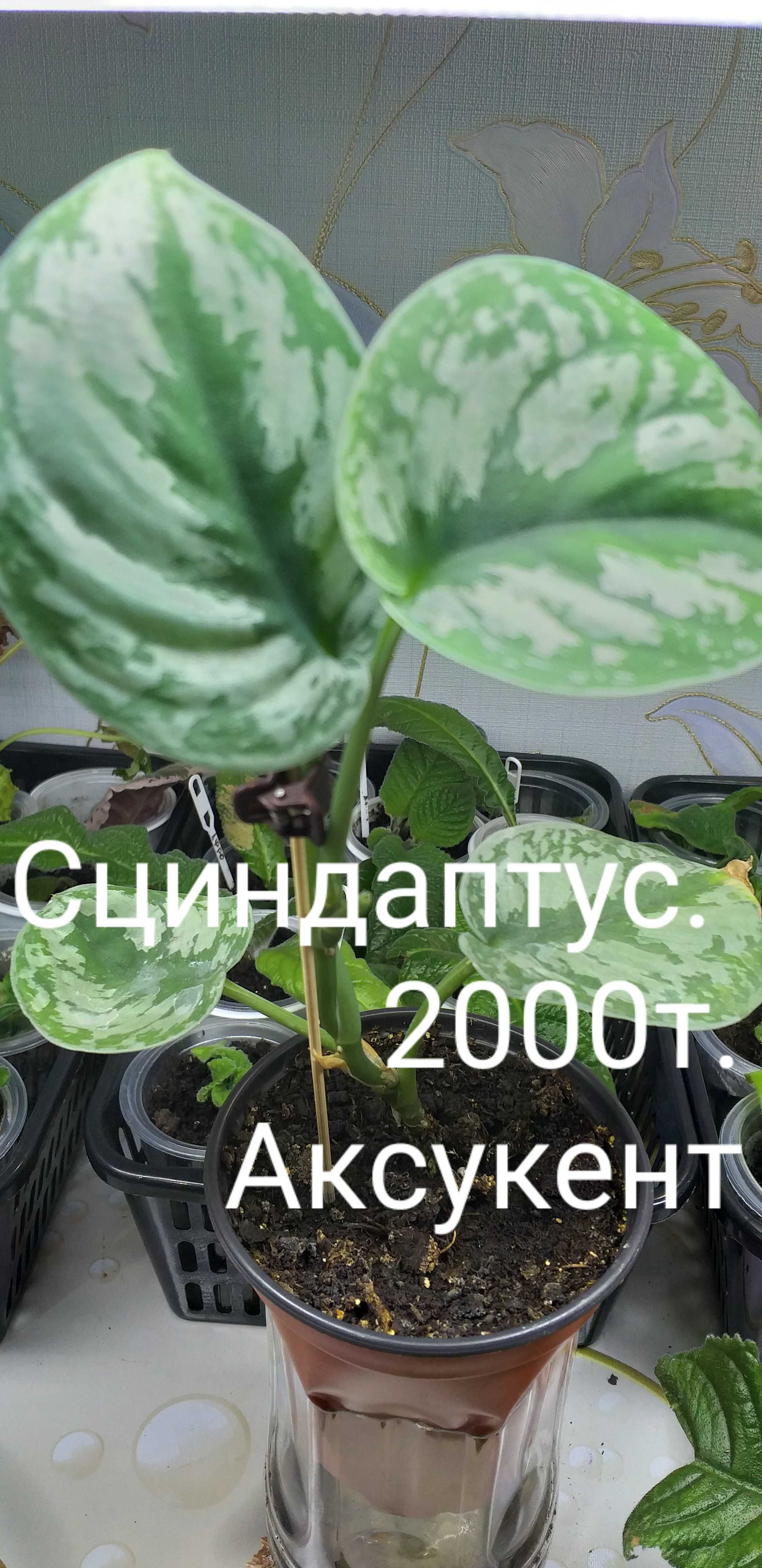 Красота  и радость от цветов  в доме.