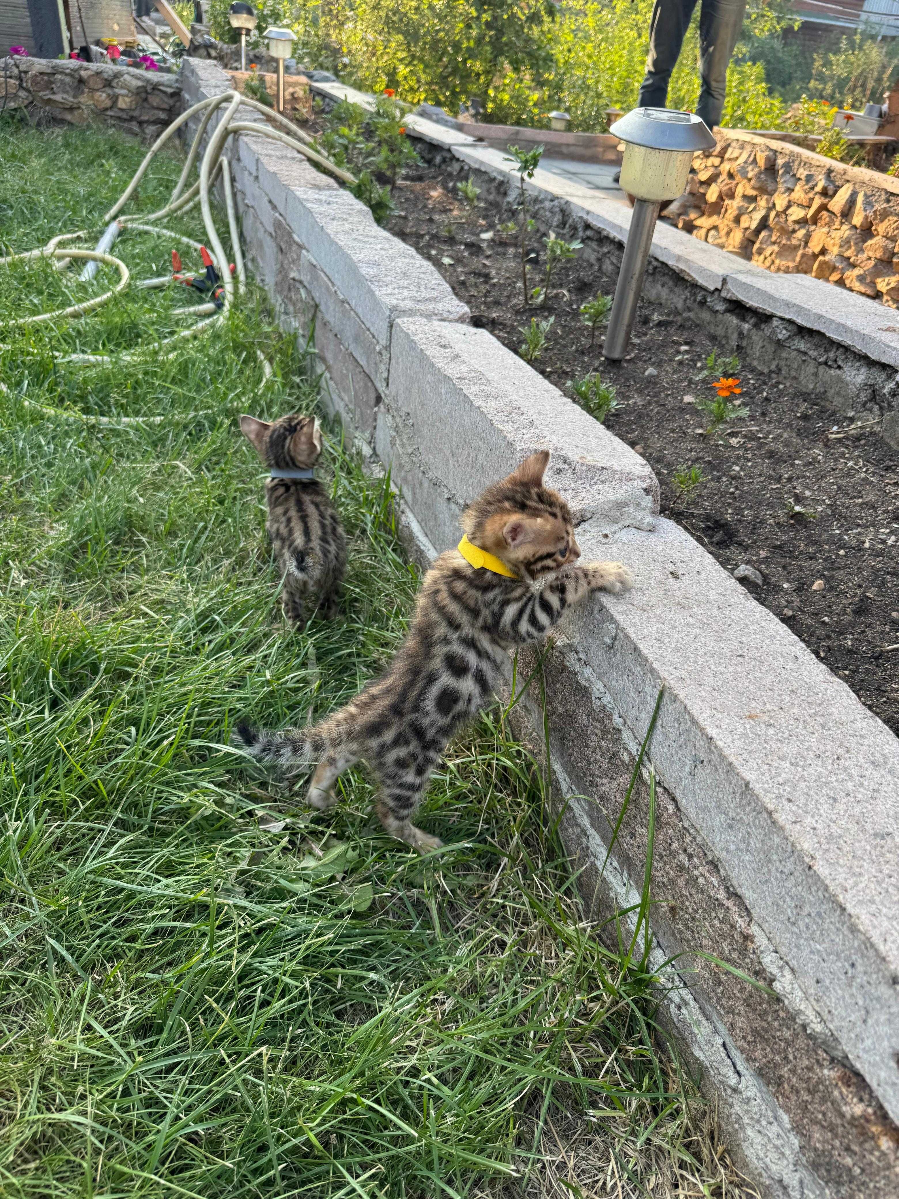 Продам бенгальских котят
