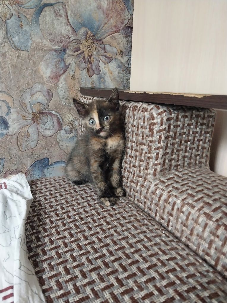котята 2 месяца отдам бесплатно