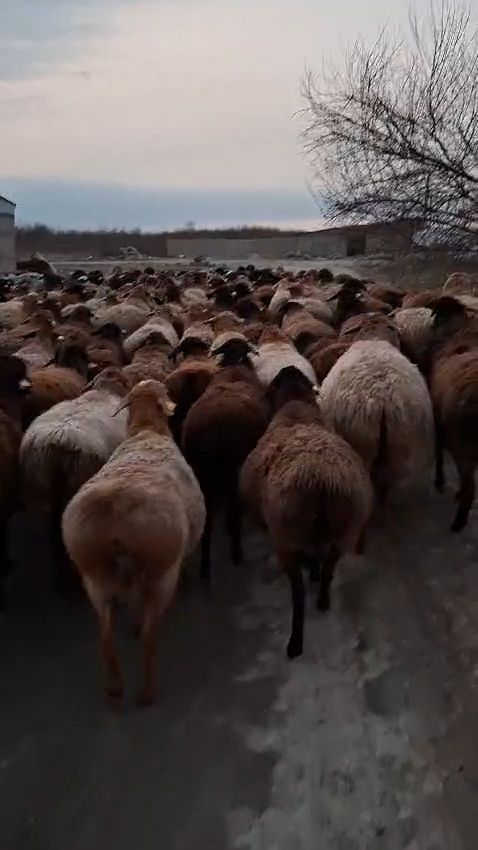 227 бас буаз қой