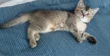 Шотландские котята Золотая шиншилла
