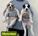 Купить Щенка Порода Алабай Алабаи Щенки Алматы Собака Ит Фото Цена