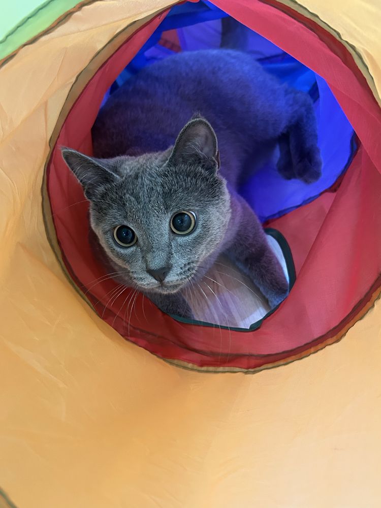 Котик подростк в добрые руки