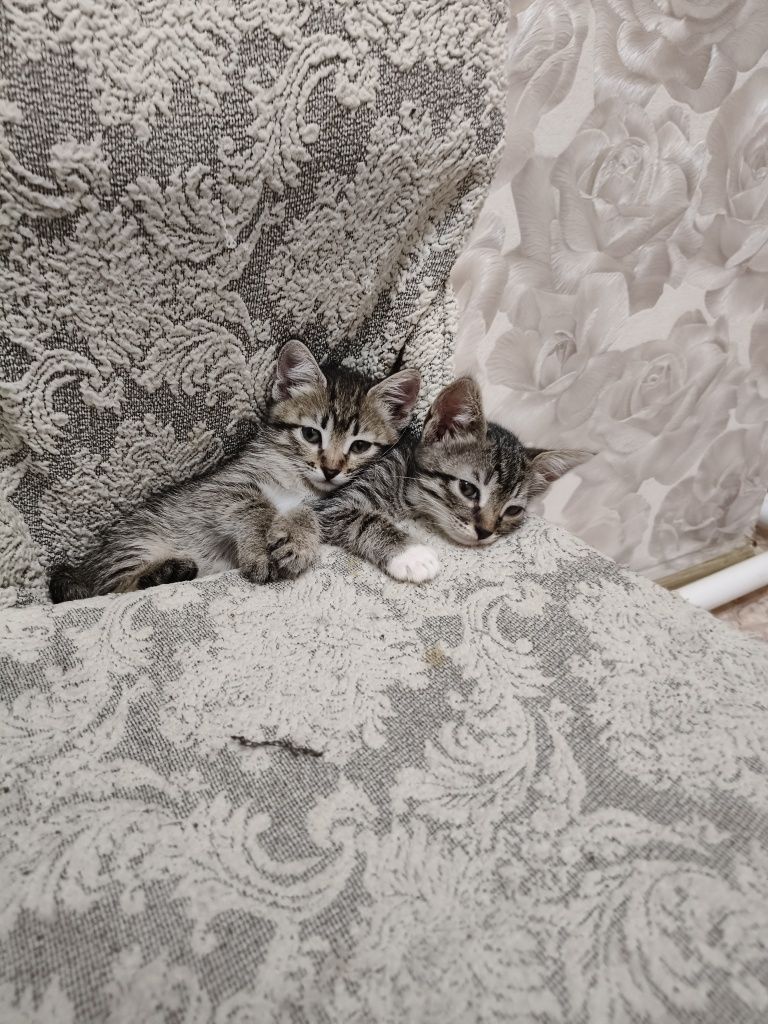 Отдам Котят в добрые руки.