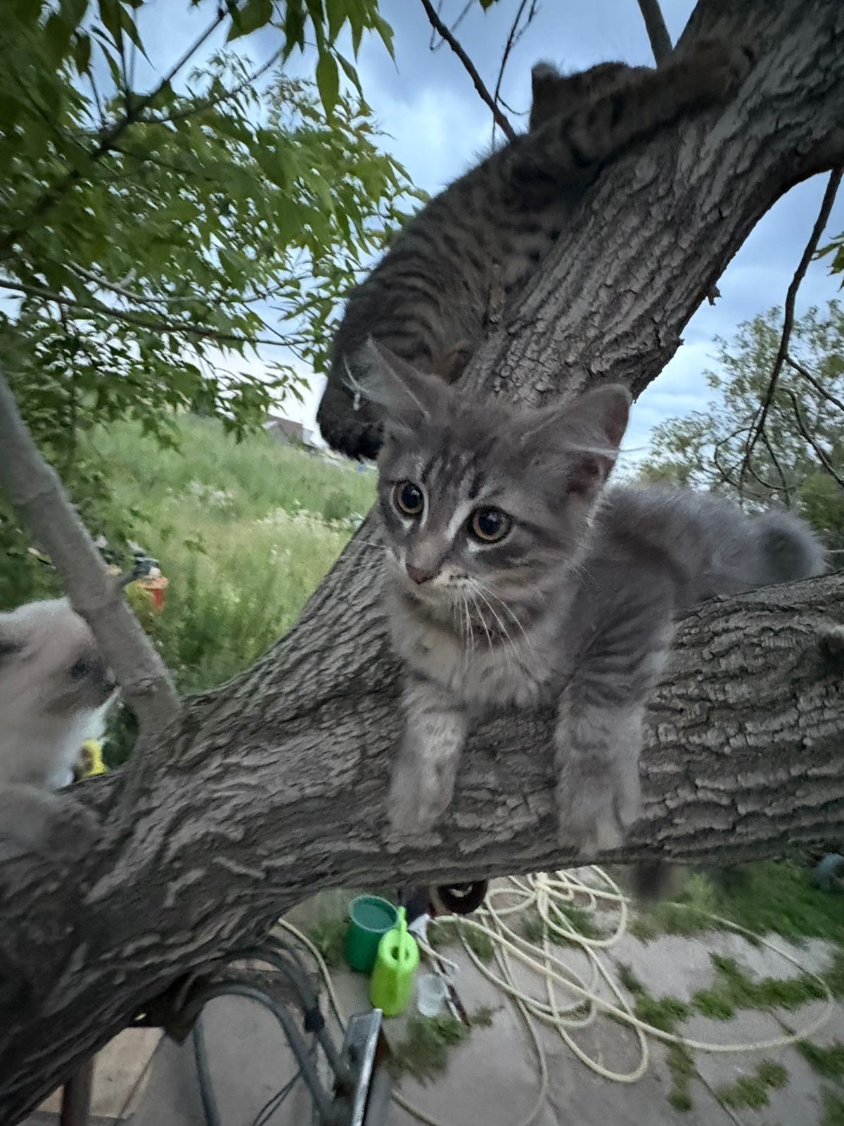 Котята бесплатно