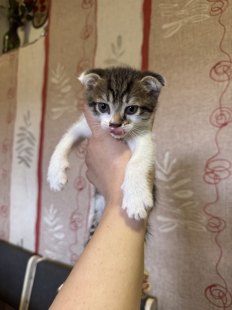 Отдам котят в добрые руки