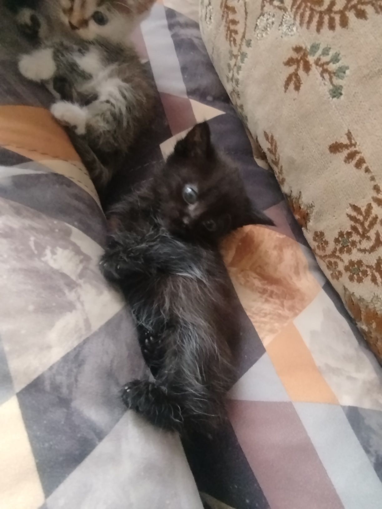 Котята отдам добрые руки