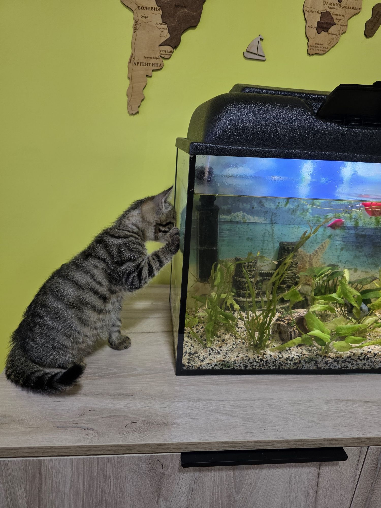 Полосатый котик ищет дом