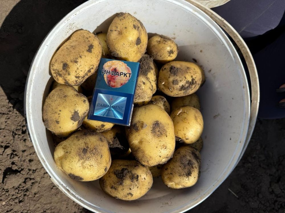 Картошка продам свежая 100