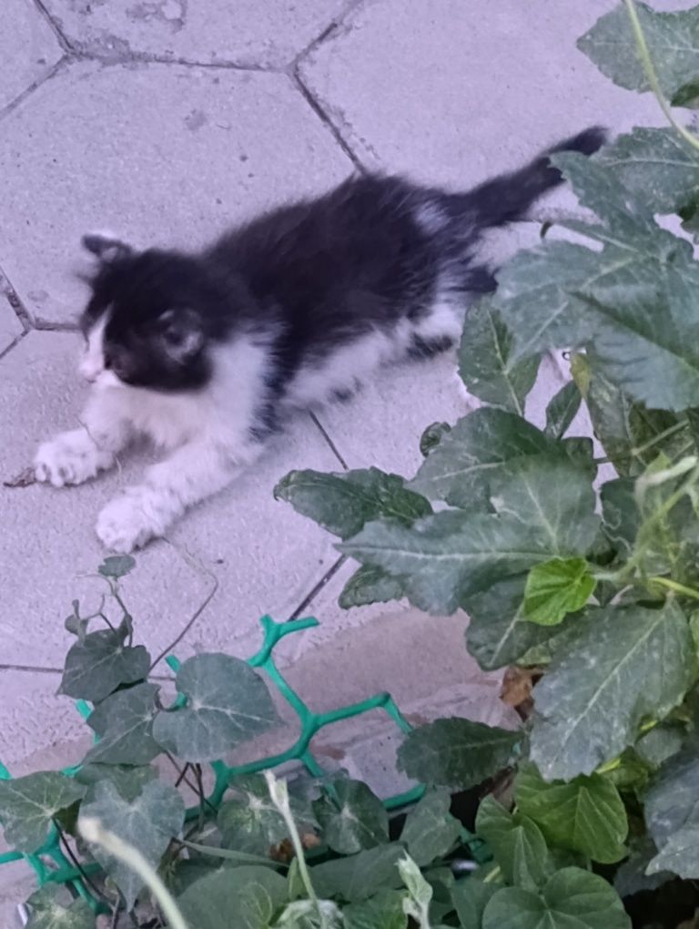 Красивые котята бесплатно