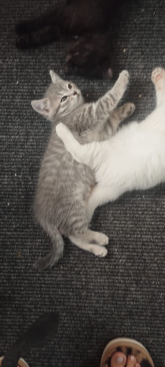 Отдам котят в добрые руки!!!