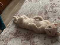 Котенок мысық кошка кот