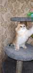 Клубные шотландские котята золото и серебро