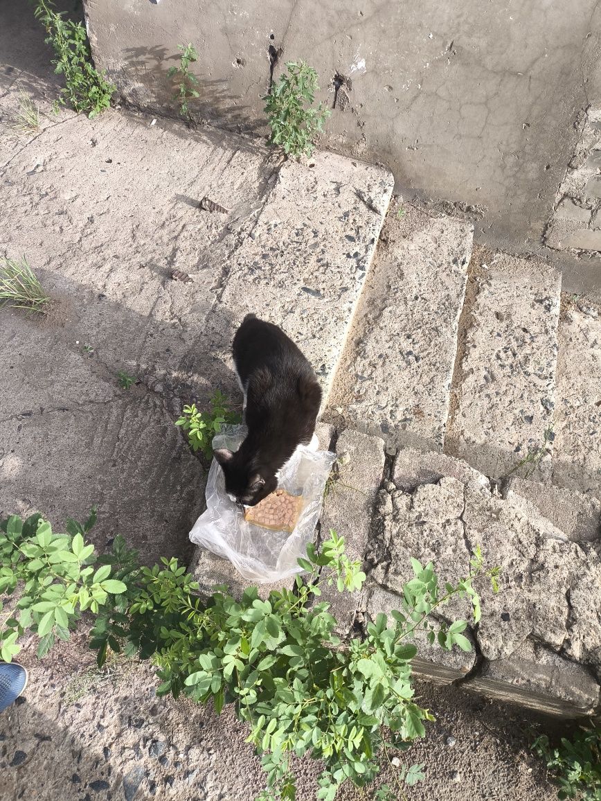 Помогите пристроить котёнка
