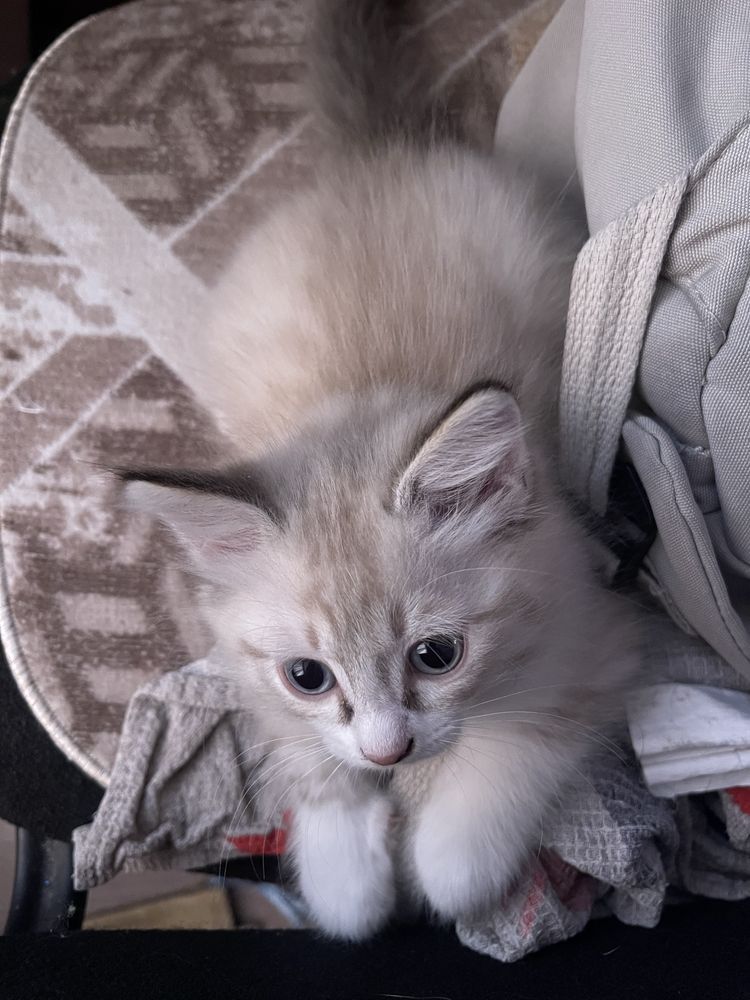 Кот 1 месячный, мальчик