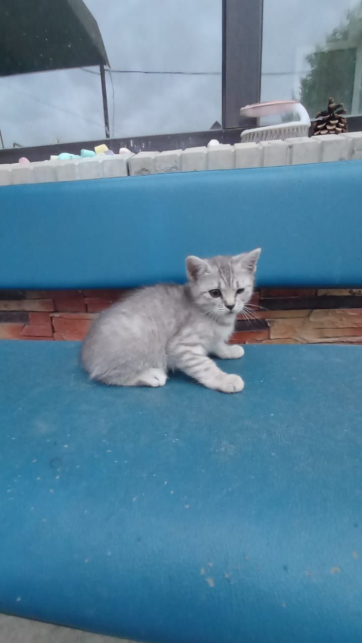 Отдам котят бесплатно