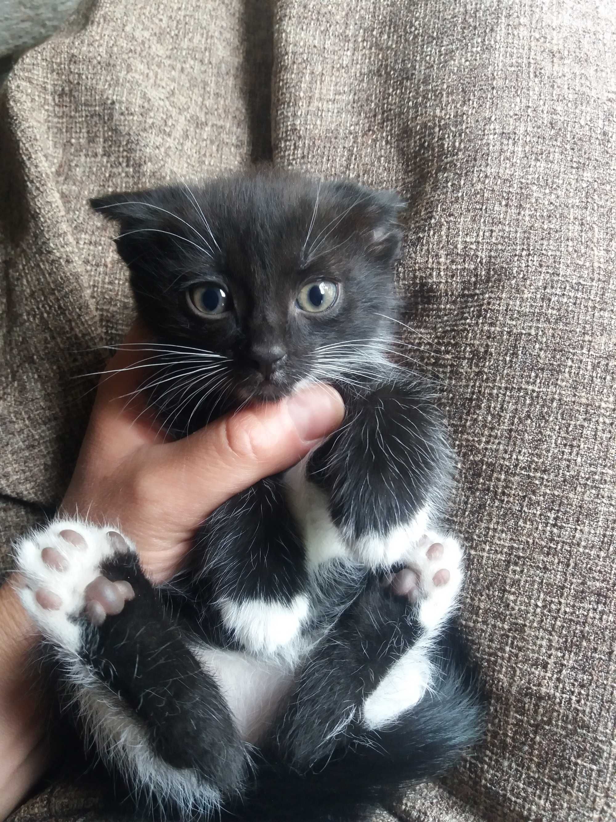 Успей своего забрать котёнка!
