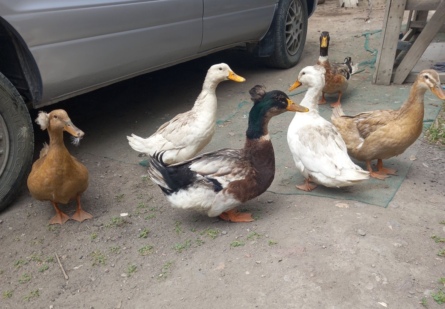 Продам королевских уток