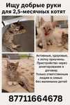 Отдам в добрые ответственные руки котёнка