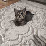 Отдам котёнка мальчика в добрые руки
