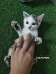 котятки ищут свой дом