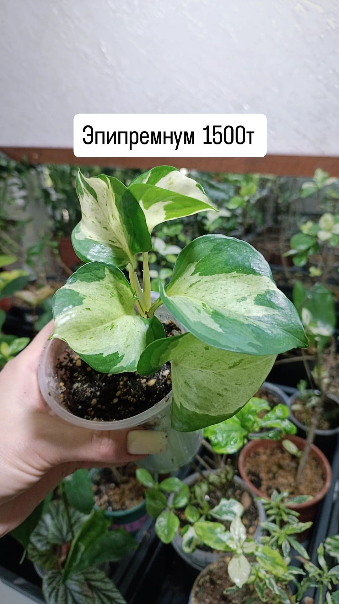 Комнатные растения Табернемонтана, Клеродендрум Шмидта