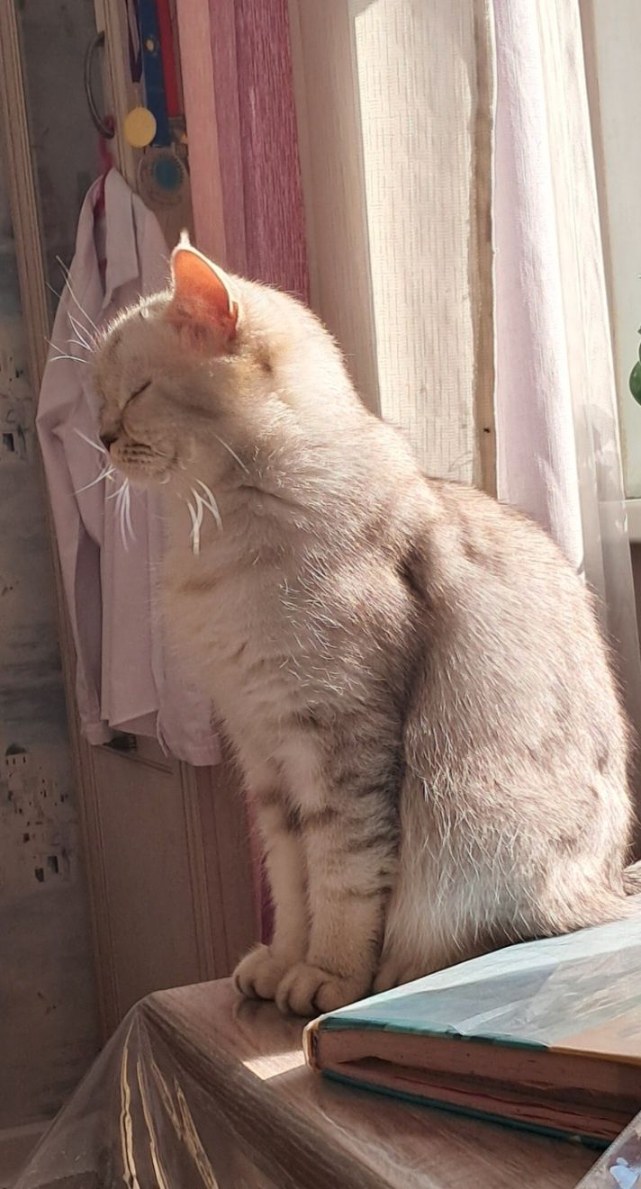 отдам шотландскую прямоухую,ласковаю и чистоплотную  кошку