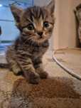 Котята,отдам в хорошие руки