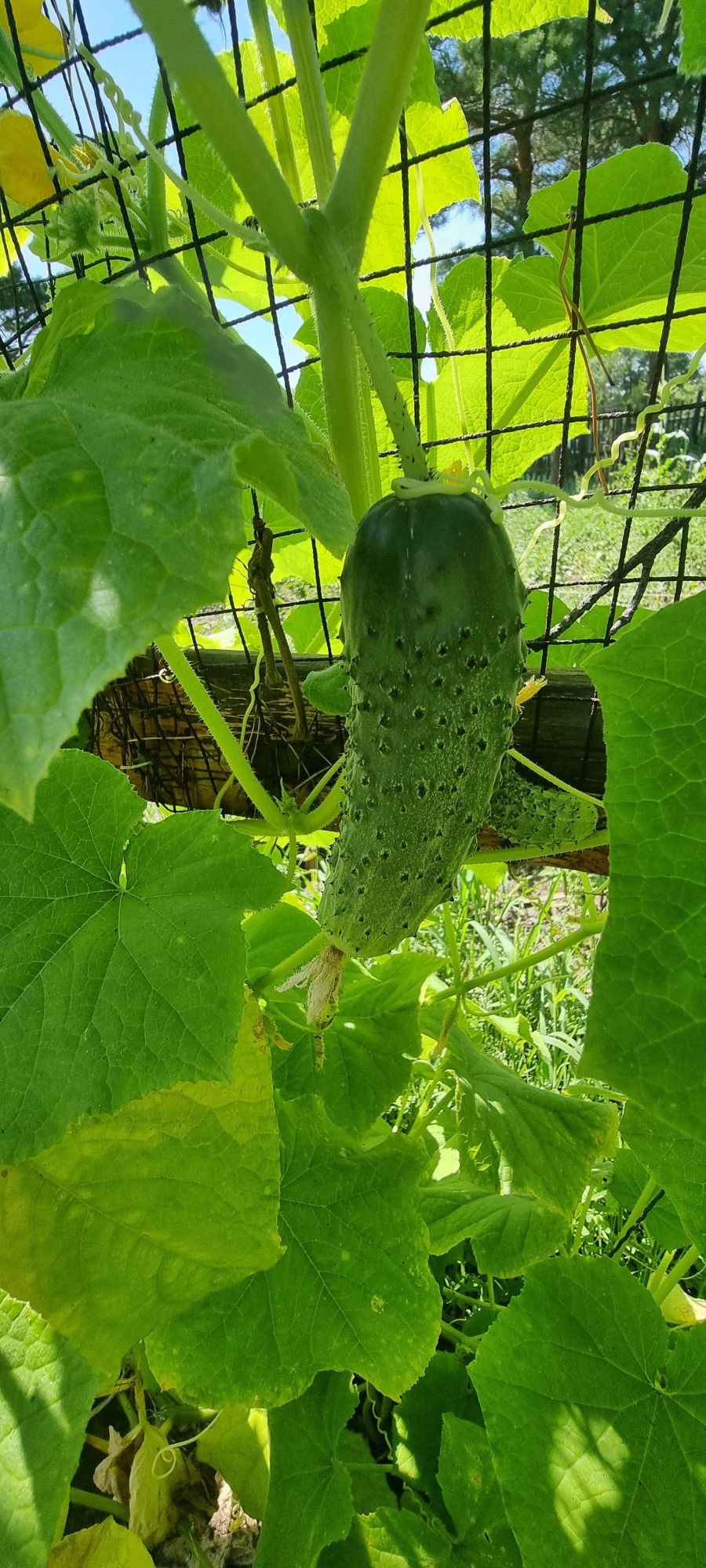 Продам дачу .Сад Здоровье.