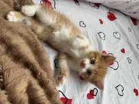 Котенок , отдам бесплотна