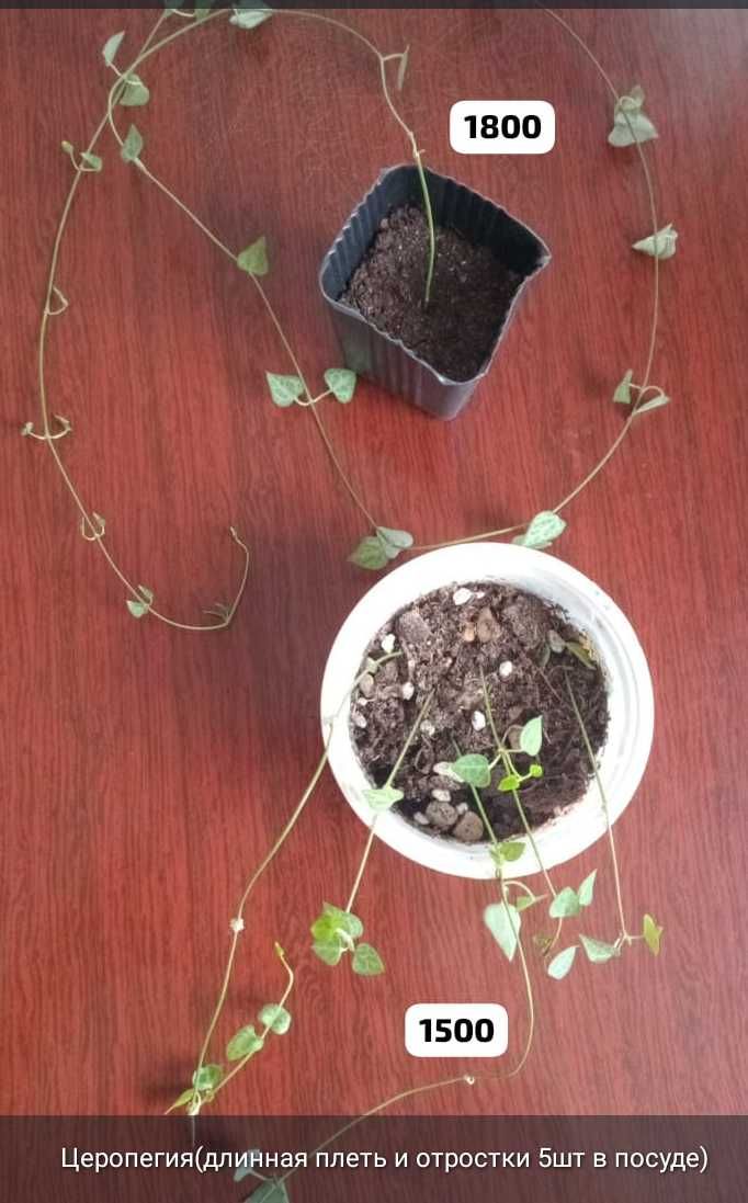 Суккуленты разные,укореняшки,срезы..
