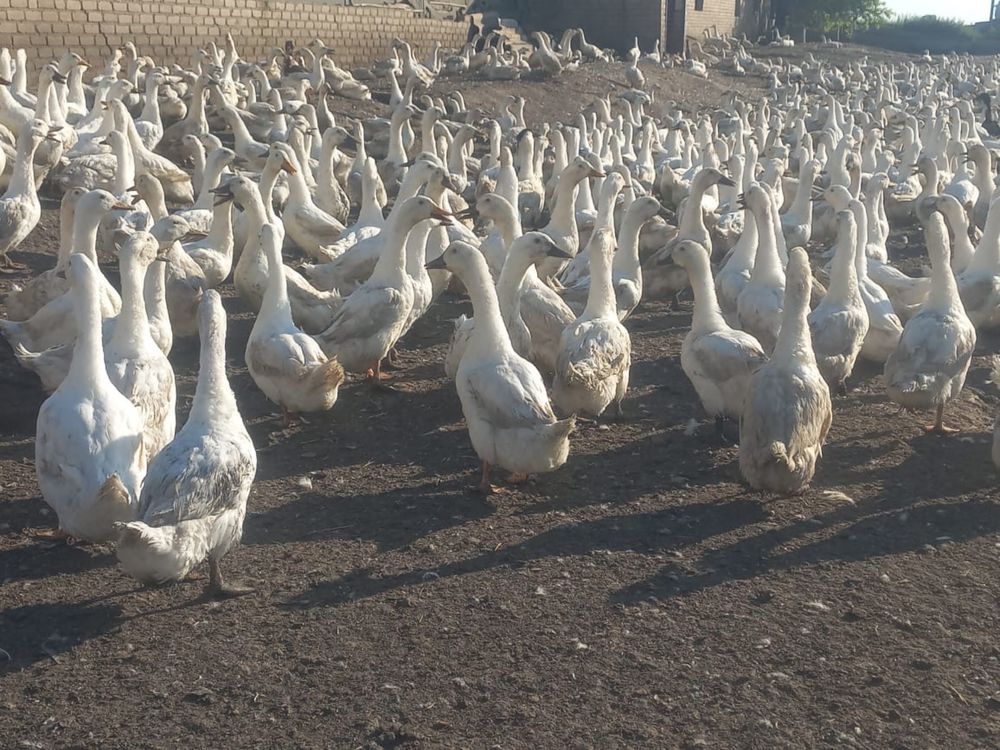 Белые утки кордай