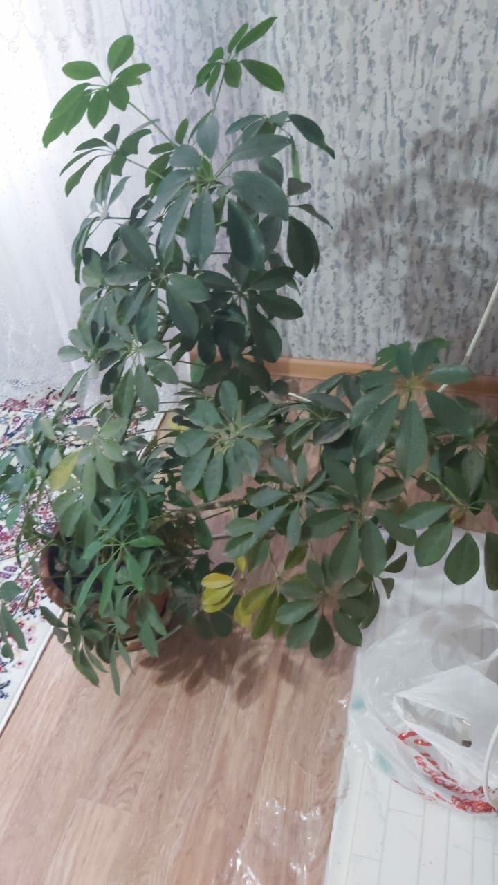 Продам шефлеру,ей 5 лет
