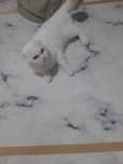 Ищем кота для кошки