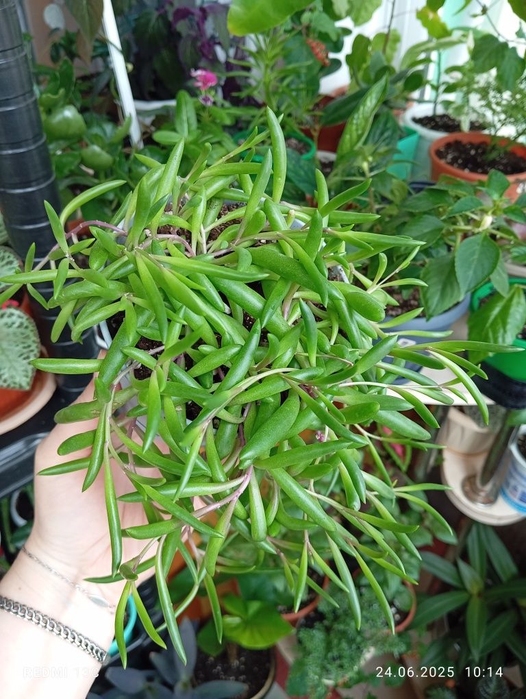 Продам комнатные растения