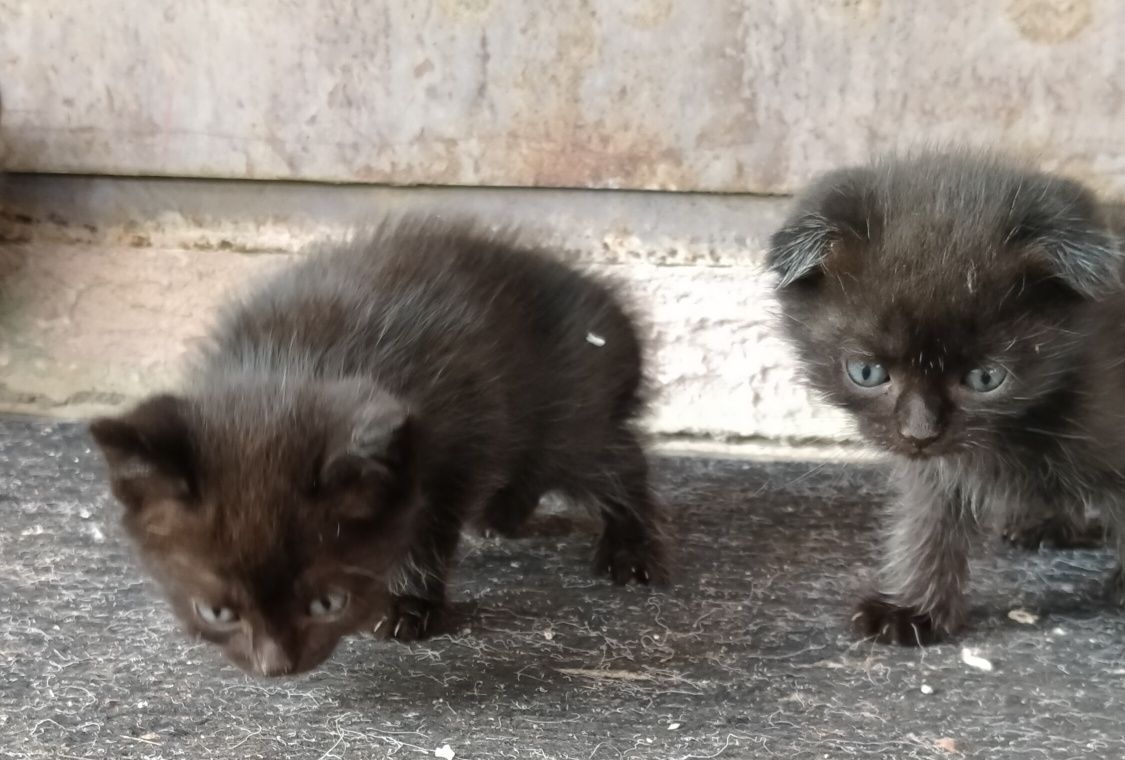 Отдам     котят.