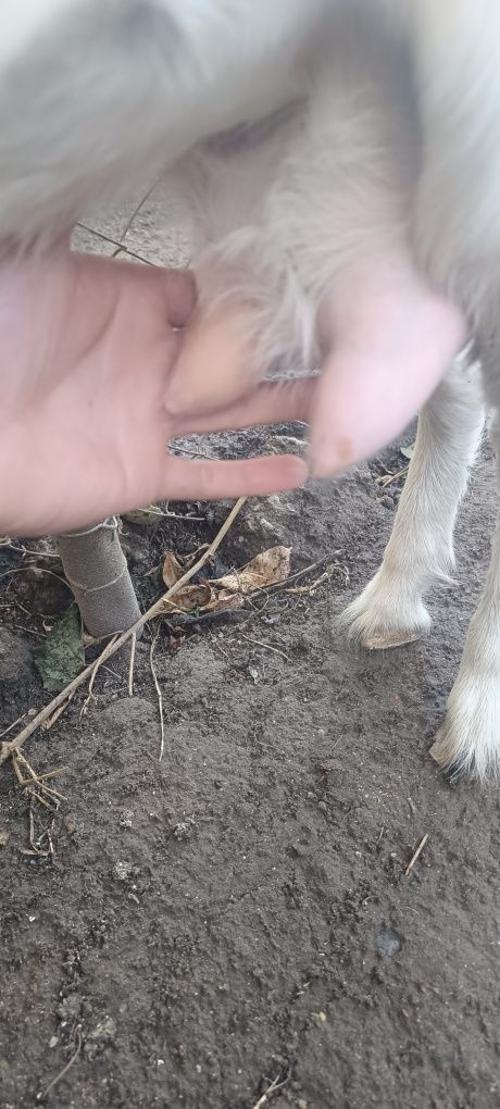 Продам Козу дойную .